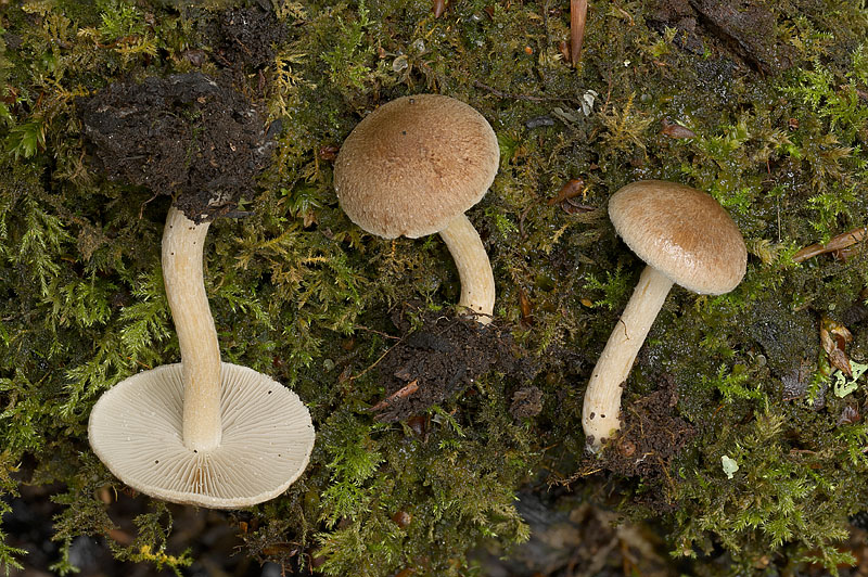 Inocybe flocculosa